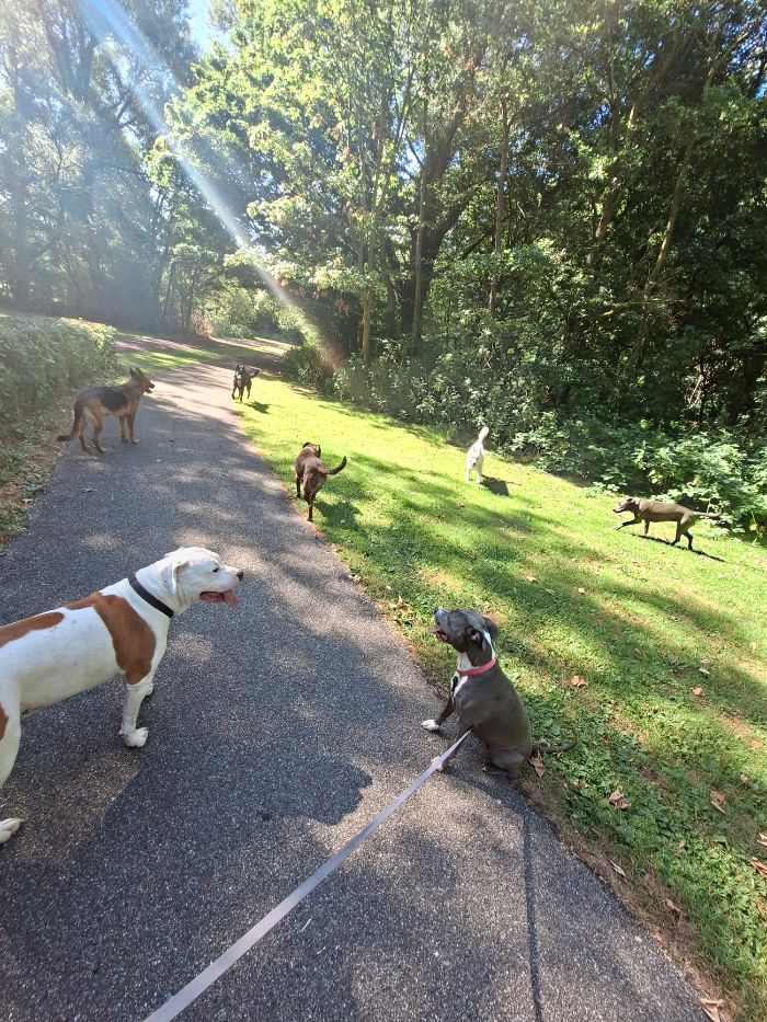 Honden tijdens een wandeling over een groen bospad