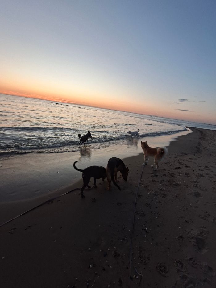 Honden wandelen langs het strand bij zonsondergang