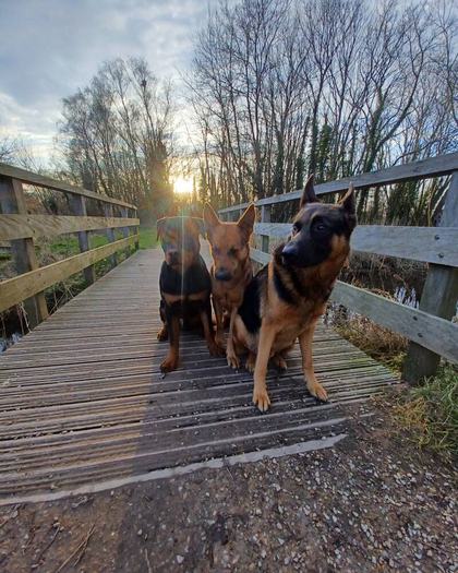 Drie honden staan op een houten vlonderpad in de laaghangende avondzon.