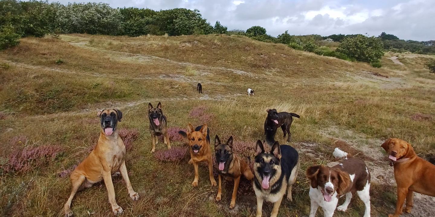 Acht honden zitten en liggen in de bloeiende duinheide bij Den Helder en kijken in de camera tijdens een groepswandeling.