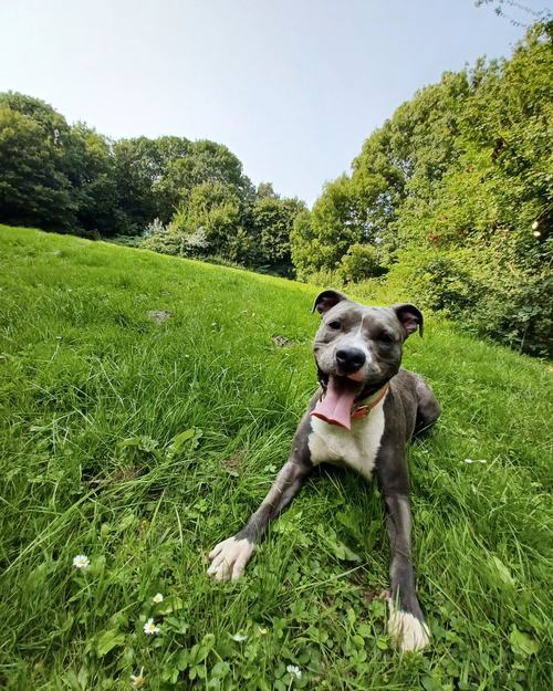 Hond ligt ontspannen in het hoge gras langs een dijk na een individuele wandeling.
