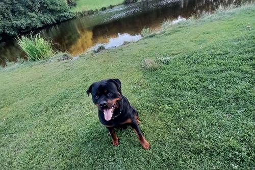 Rottweiler zit in het gras aan de waterkant en kijkt tevreden in de camera.