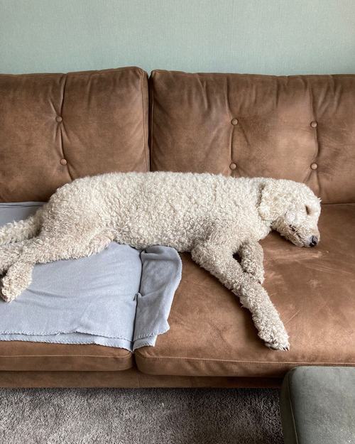 Hond ligt languit te slapen op de bank in de huiskamer tijdens de opvang.