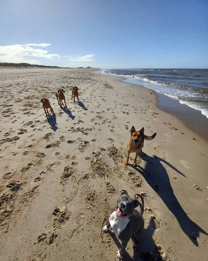 Honden lopen over het brede strand met de branding op de achtergrond.