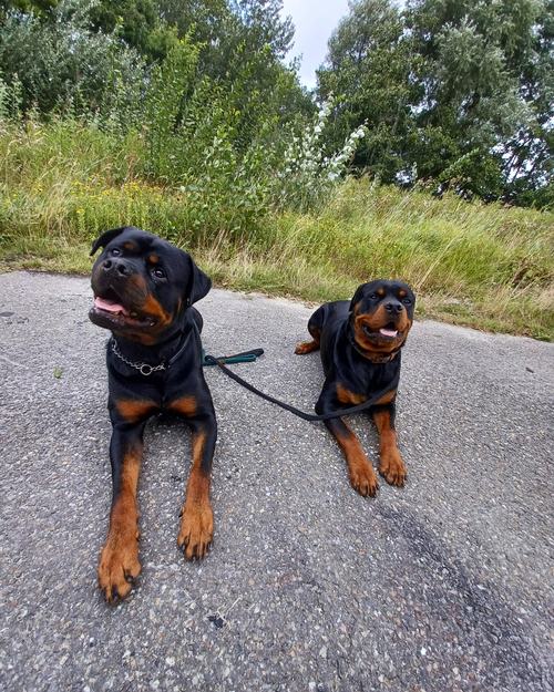Twee rottweilers liggen rustig naast elkaar aan de lijn op een fietspad tijdens een oefening.