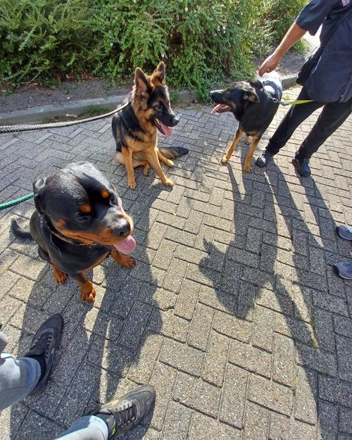 Twee honden aan de lijn tijdens een oefening op straat, met de begeleider ernaast.