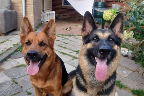 Twee Duitse herders zitten ontspannen in de tuin bij de opvang.