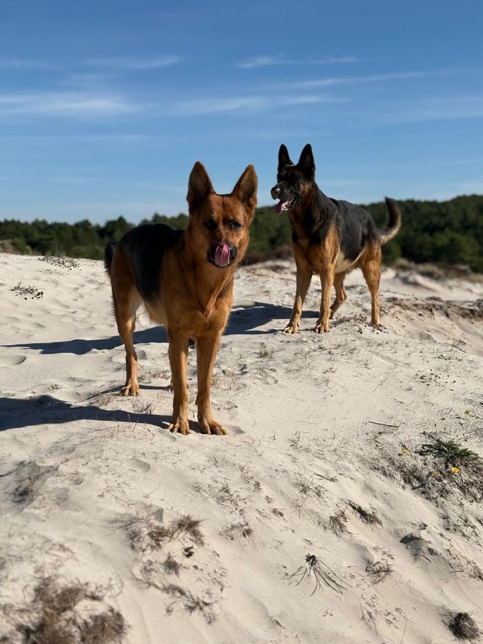 2 mooie herdershonden in de duinen