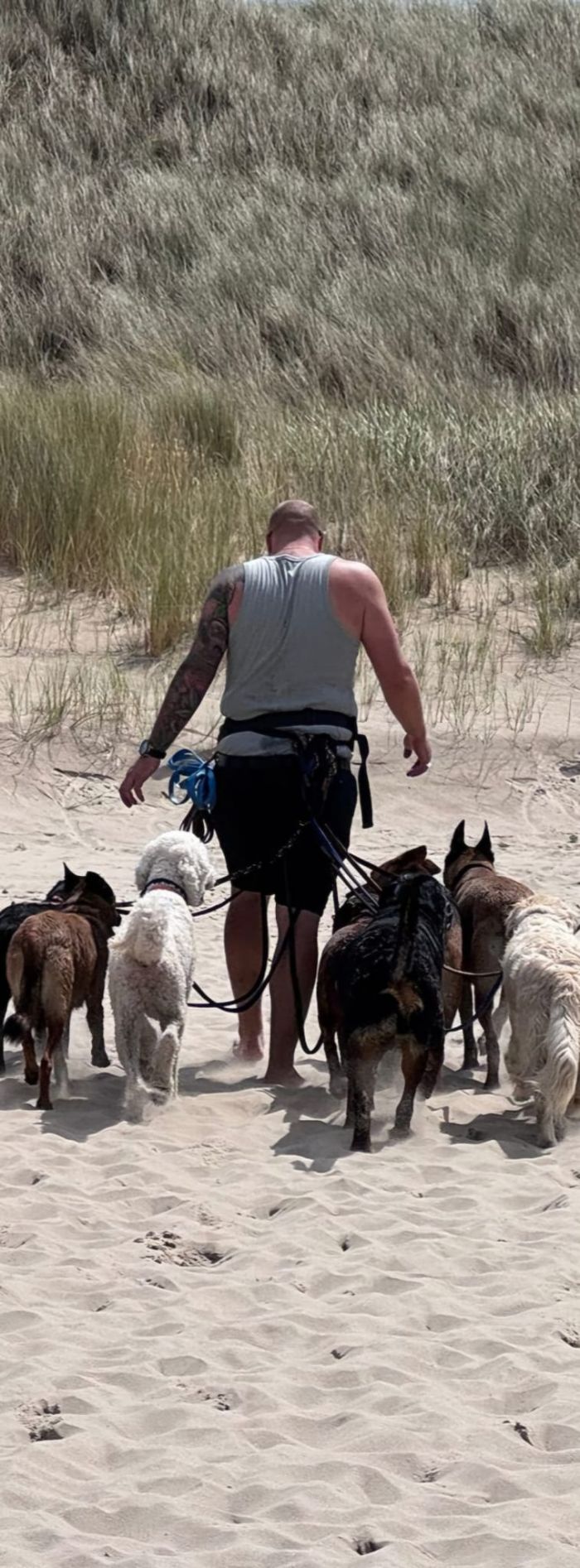 Danny, de eigenaar met een groep honden in de duinen aangelijnd. 